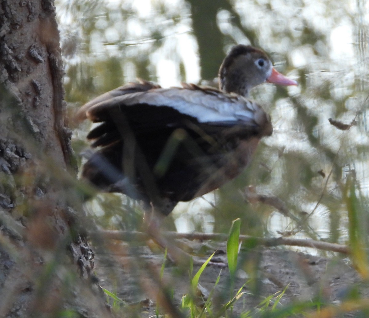Свистач червонодзьобий - ML646841454