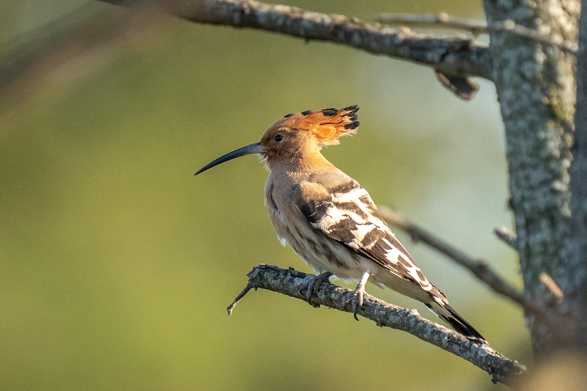 ヤツガシラ - ML646841457