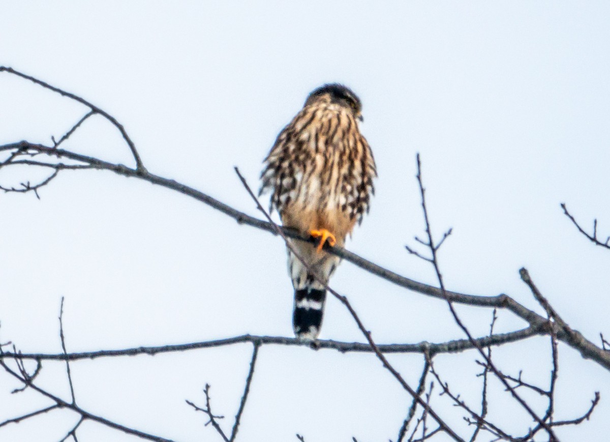 Esmerejón - ML646841458
