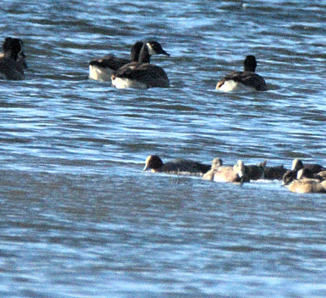 ברווז צהוב-מצח - ML646841459