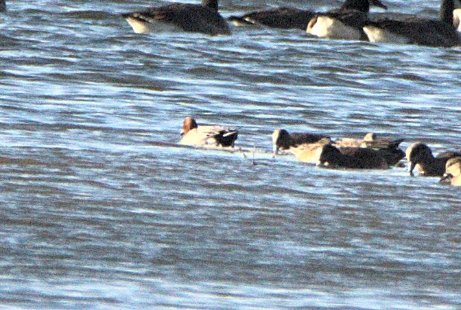 ברווז צהוב-מצח - ML646841460