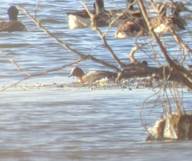 ברווז צהוב-מצח - ML646841461