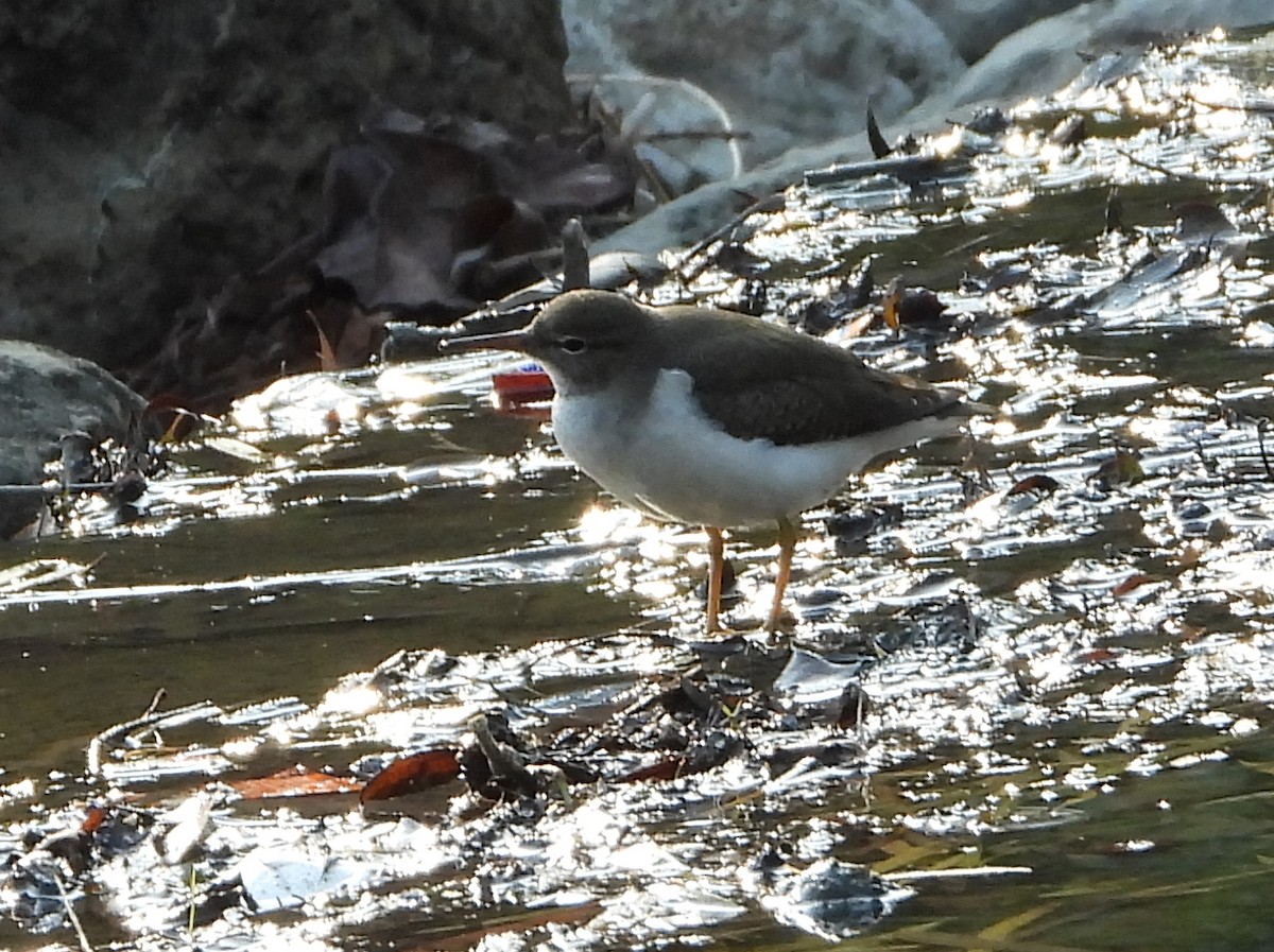 Набережник плямистий - ML646841462