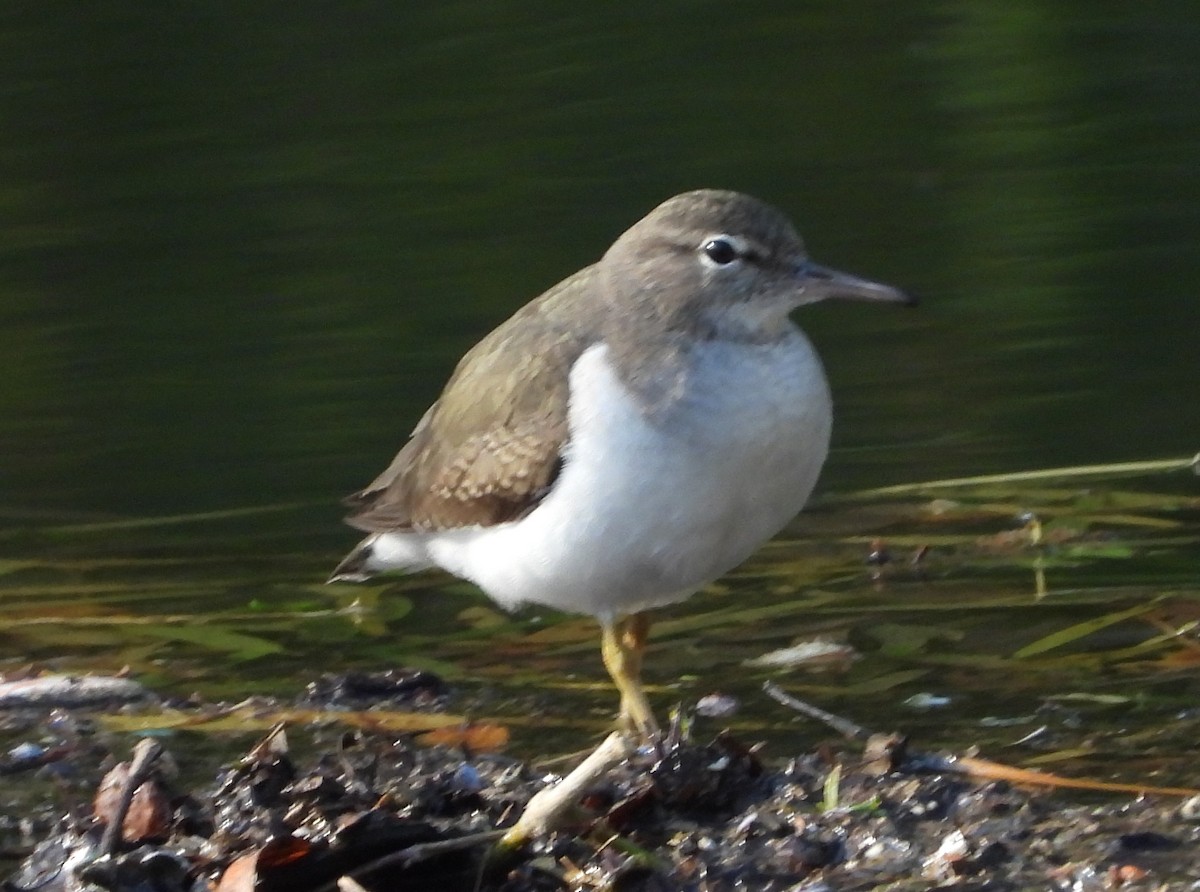 Набережник плямистий - ML646841463