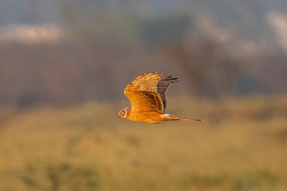 Pallid Harrier - ML646841465