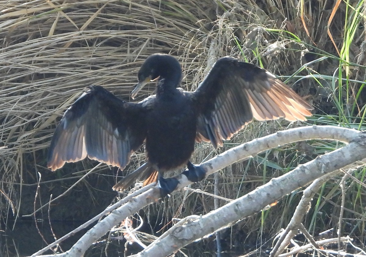 Баклан бразильський - ML646841466