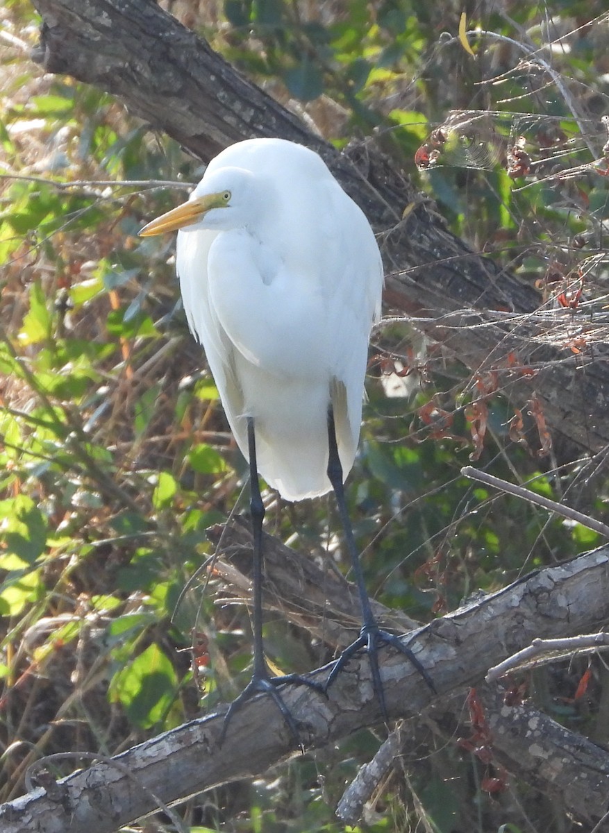 Koartza zuria - ML646841469