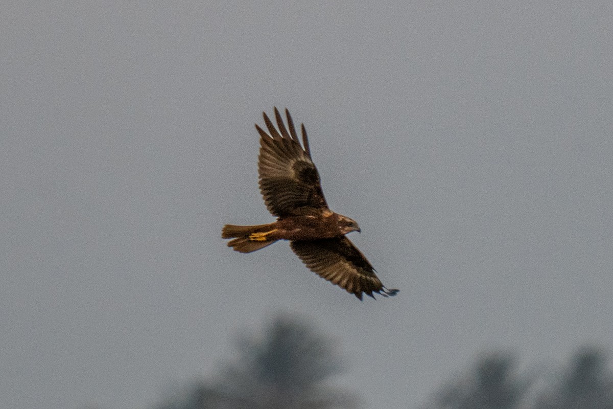 Болотный лунь - ML646841472