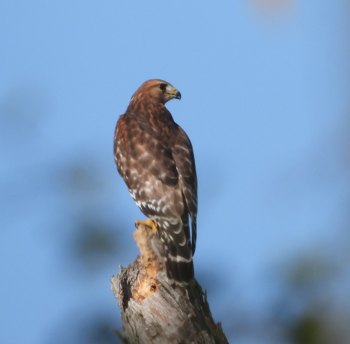 Канюк рудоплечий - ML646841474