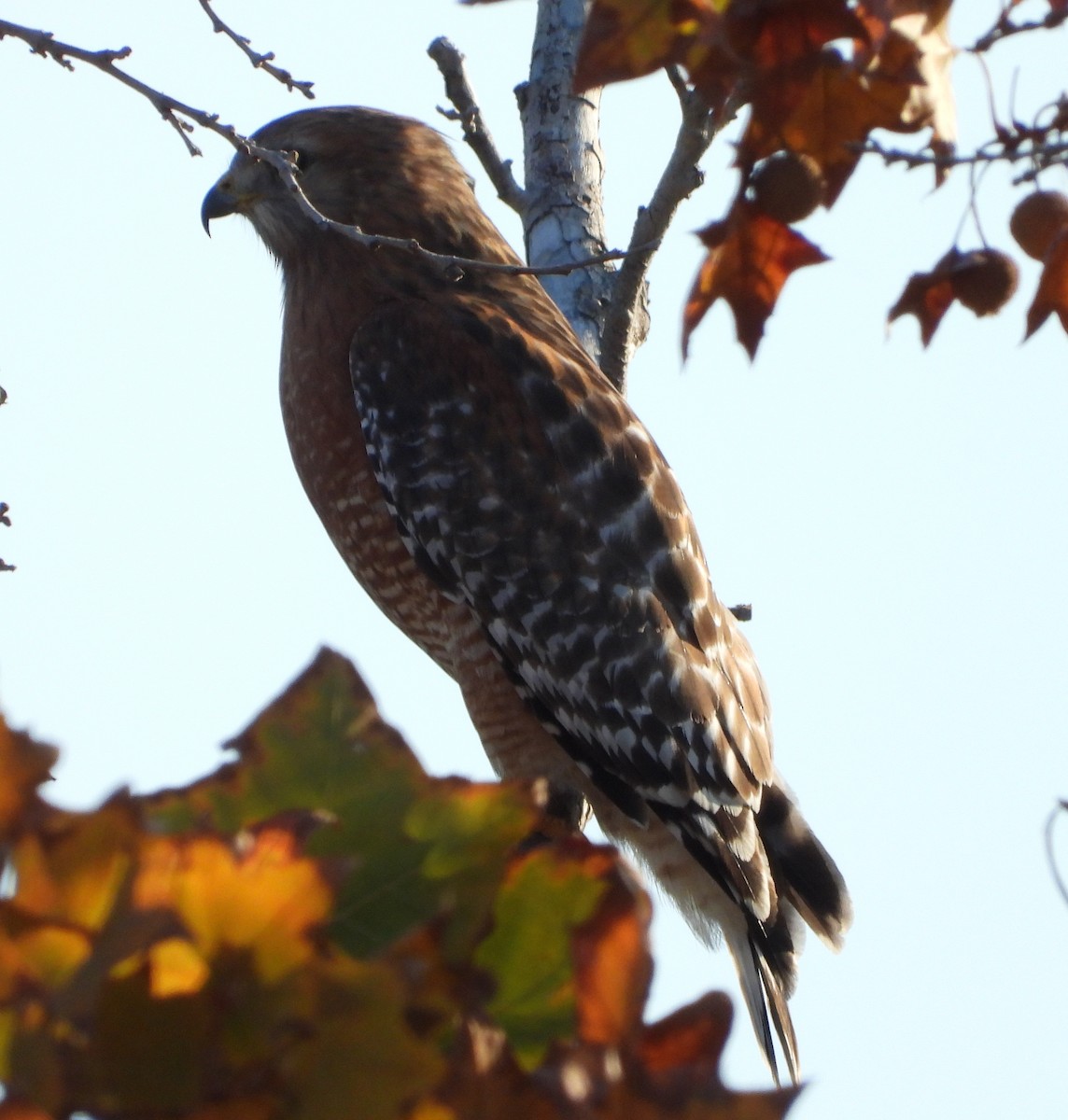 Канюк рудоплечий - ML646841476