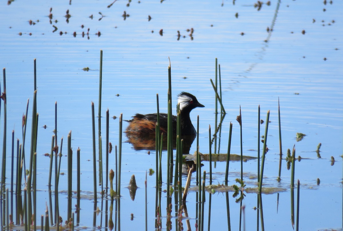 White-tufted Grebe - ML646841481