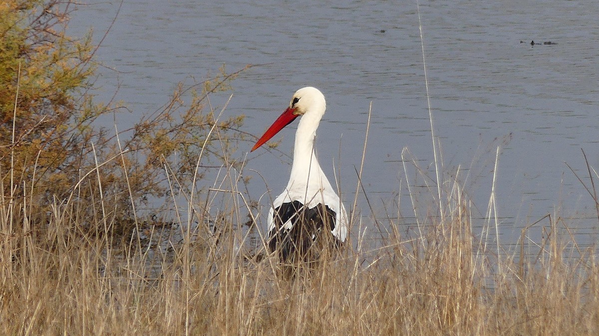 White Stork - ML646841490