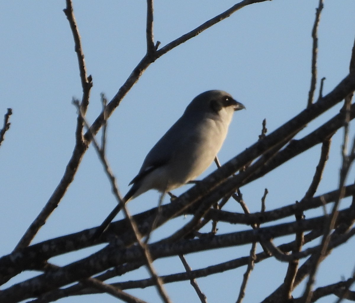 Сорокопуд американський - ML646841493