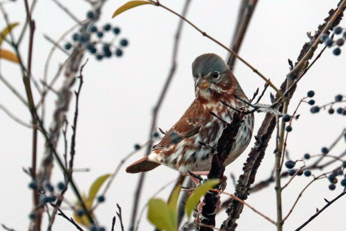 Fox Sparrow - ML646841494