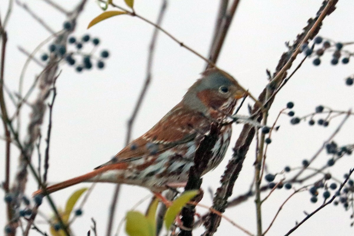 Fox Sparrow - ML646841495