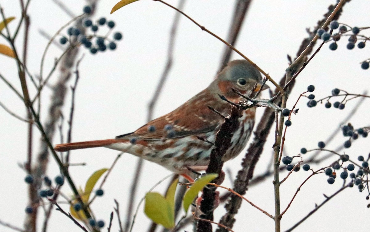 Fox Sparrow - ML646841496