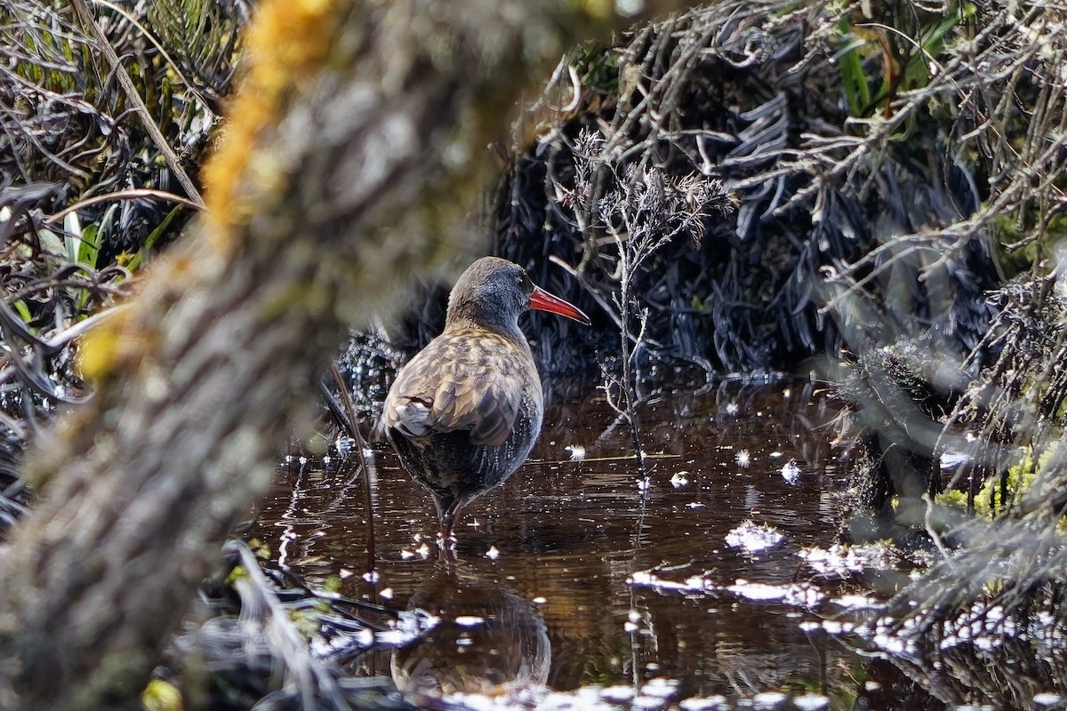 ナンベイクイナ - ML646841504