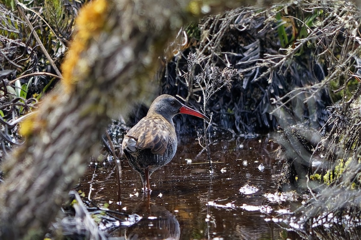 ナンベイクイナ - ML646841505