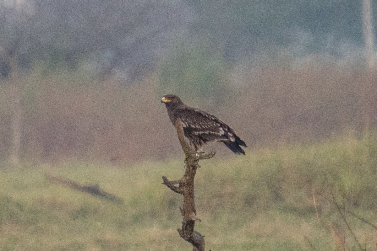 カラフトワシ - ML646841507