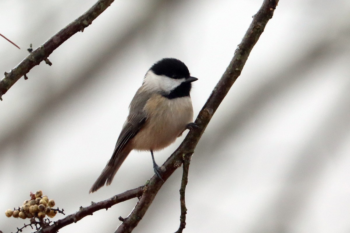 Carolina Chickadee - ML646841508