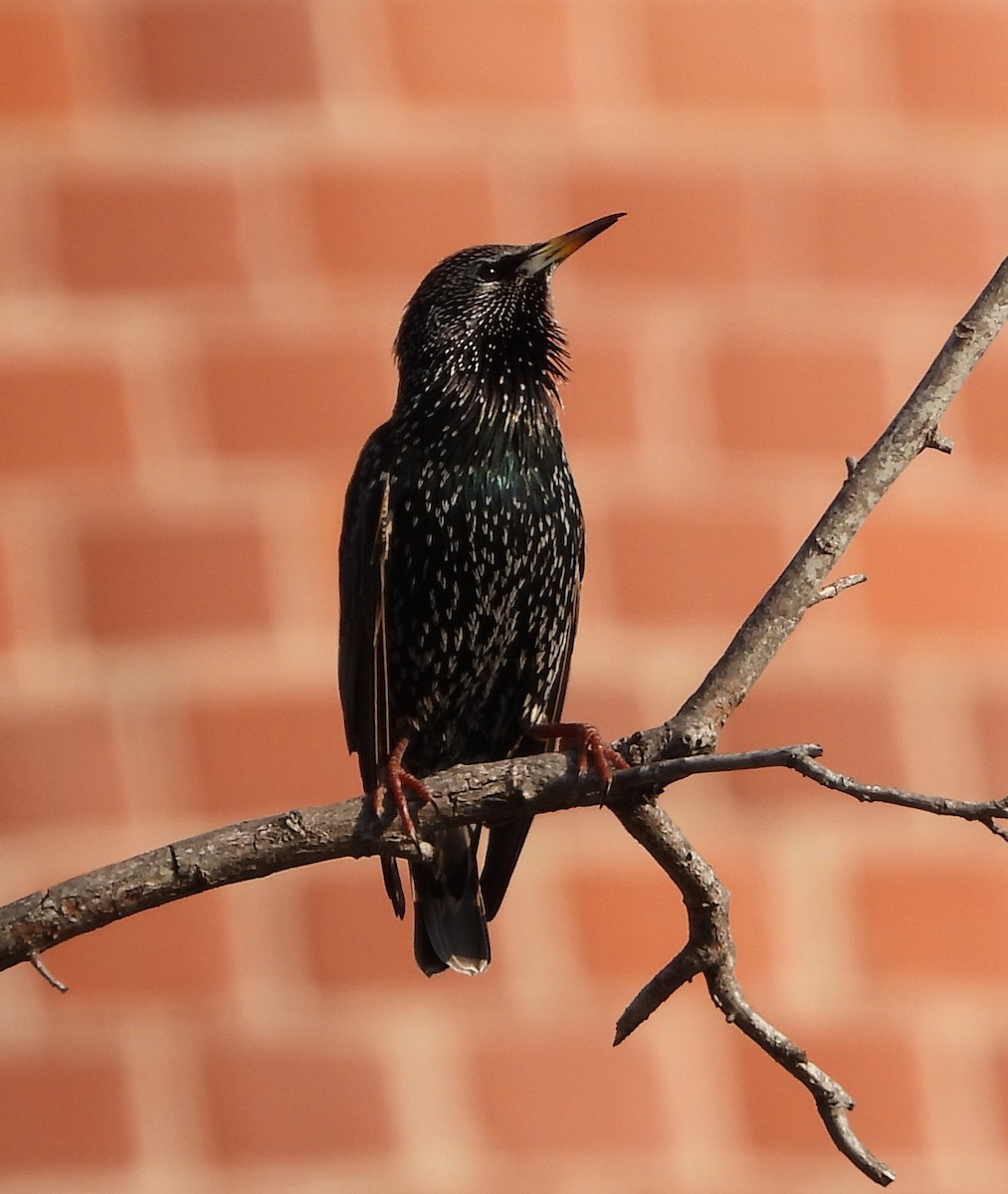 Шпак звичайний - ML646841516