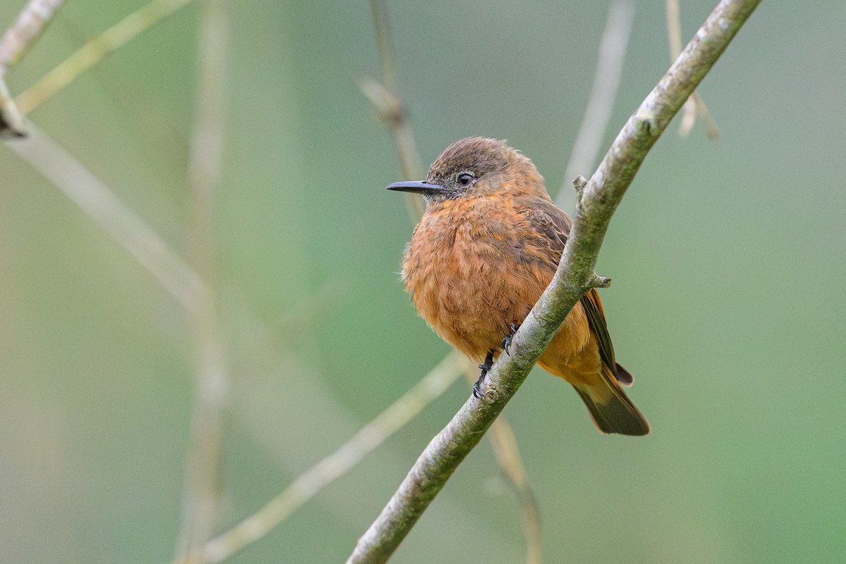 Cliff Flycatcher - ML646841518
