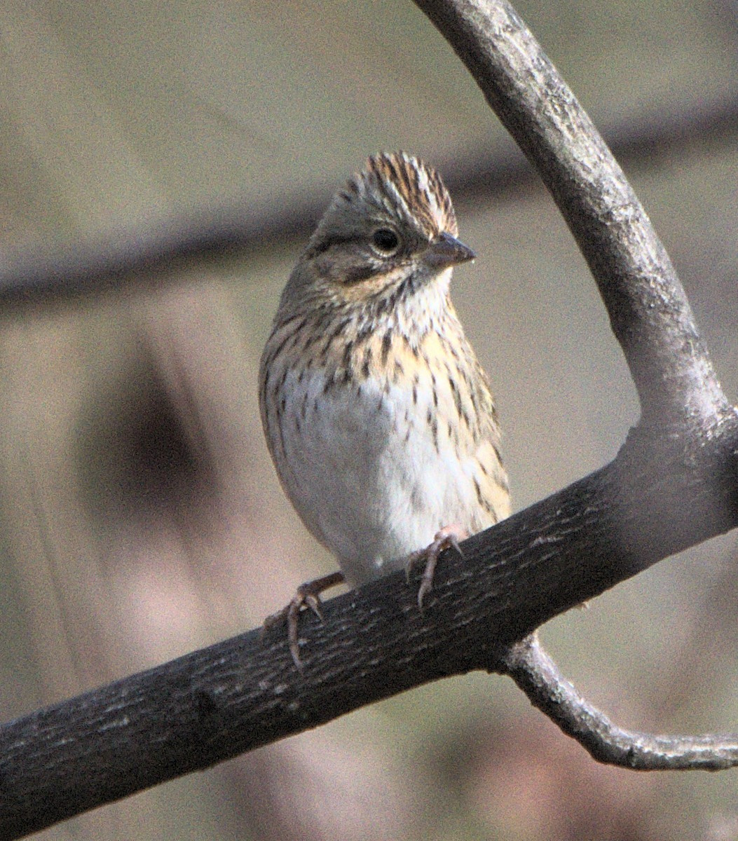 ヒメウタスズメ - ML646841521