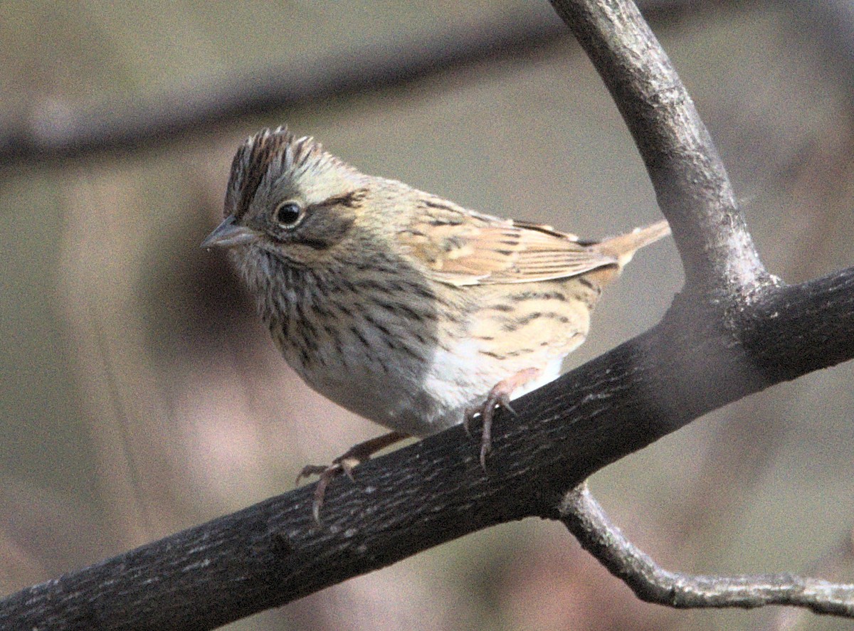 ヒメウタスズメ - ML646841522