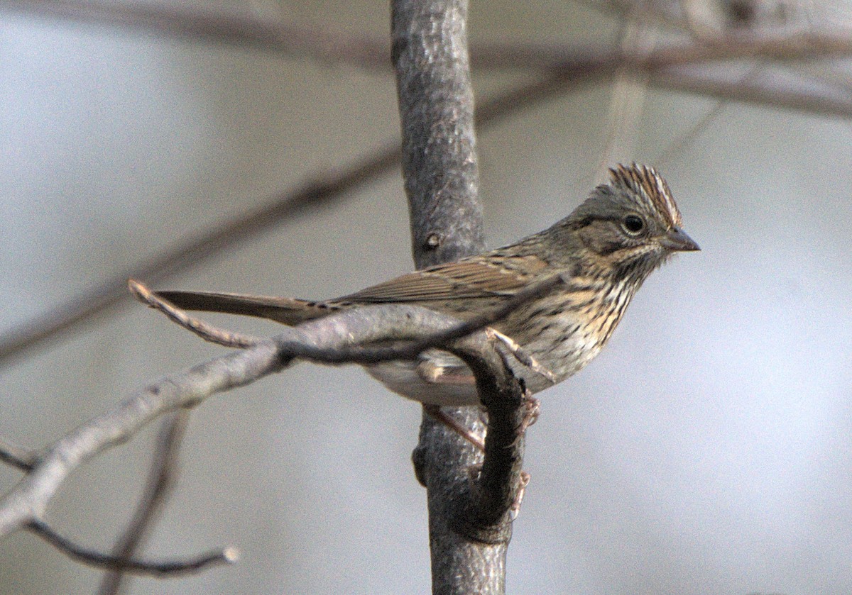 ヒメウタスズメ - ML646841523