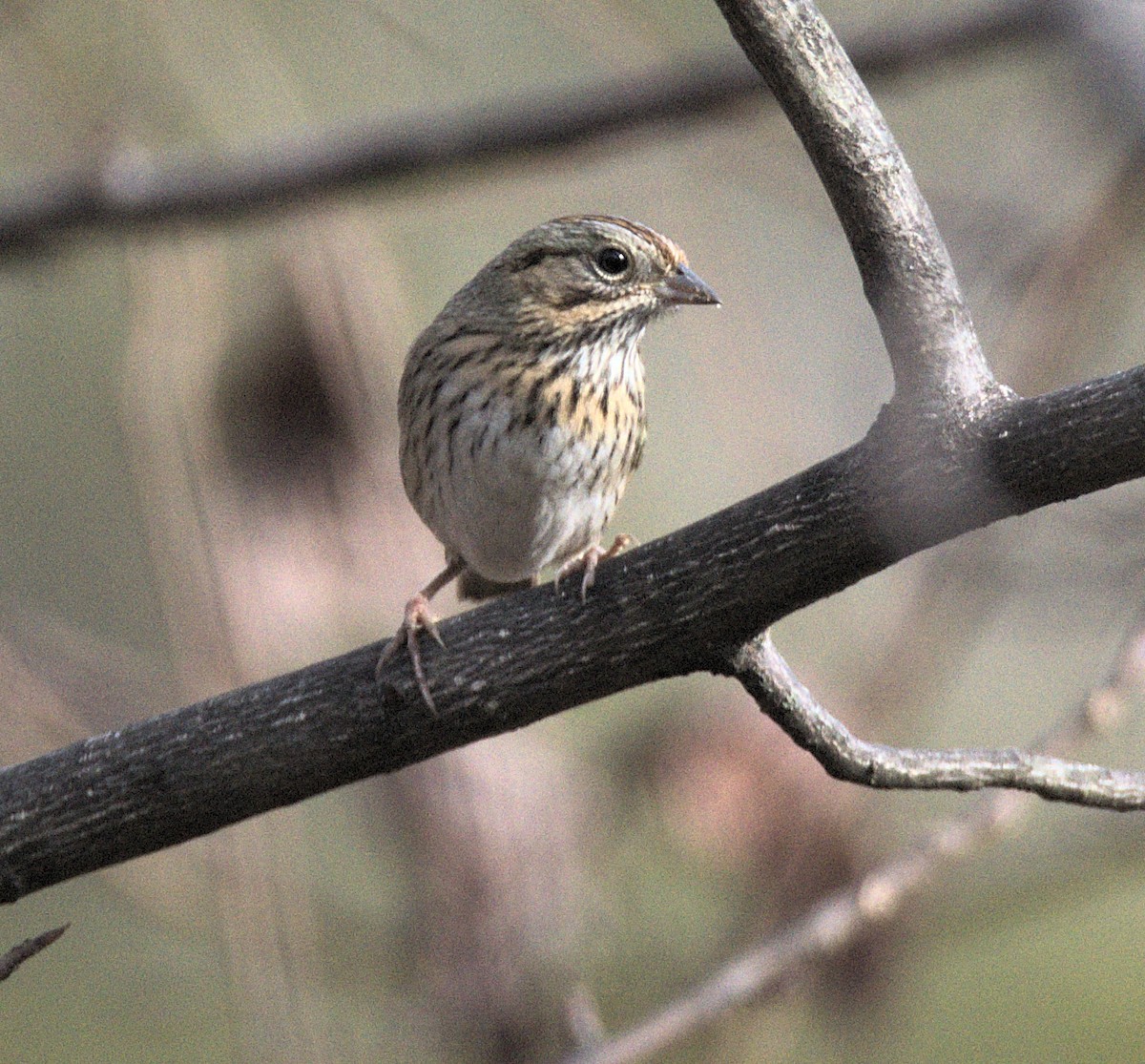ヒメウタスズメ - ML646841525