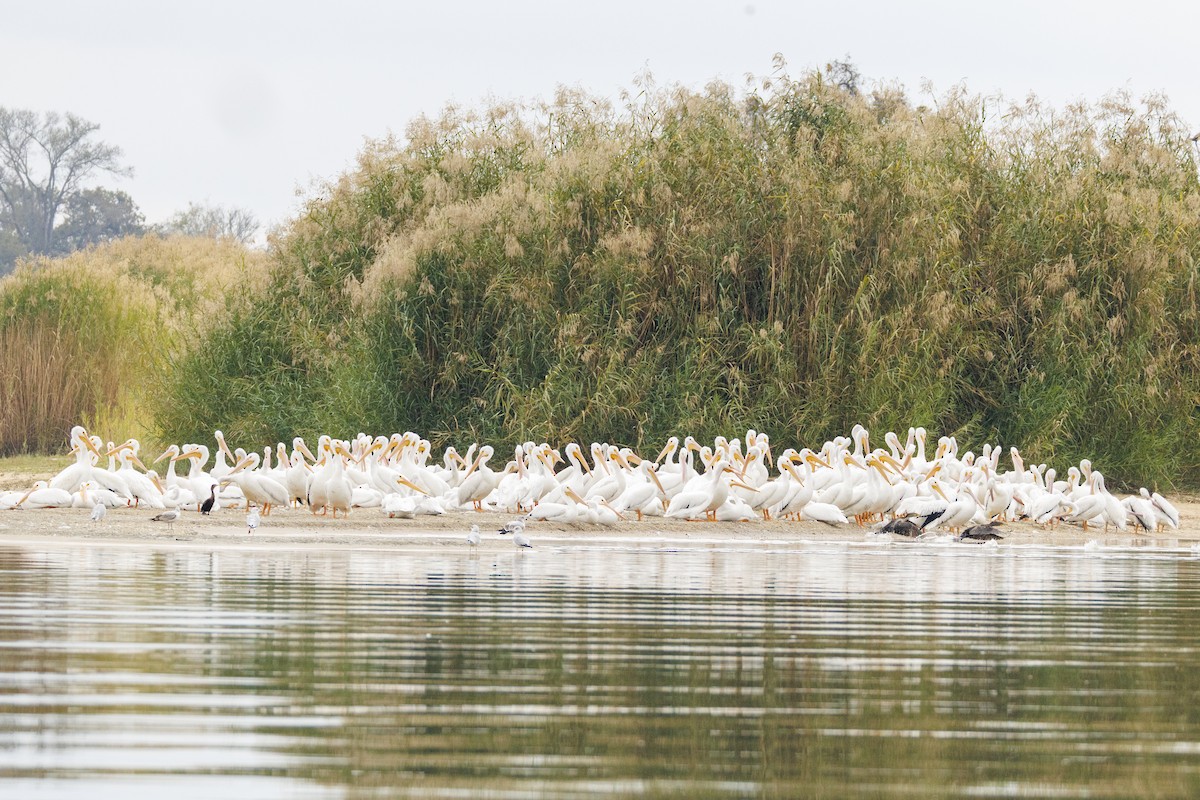 American White Pelican - ML646841527