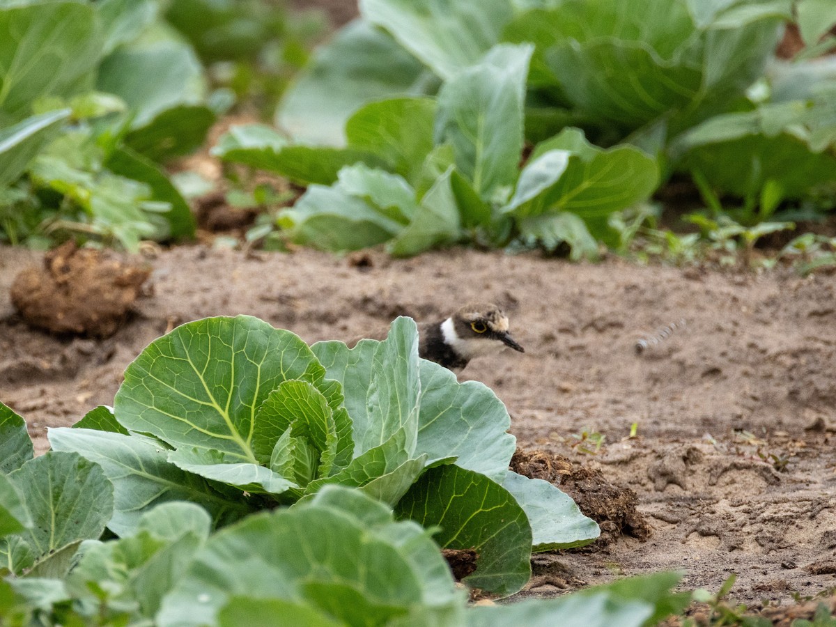 Little Ringed Plover - ML646841528