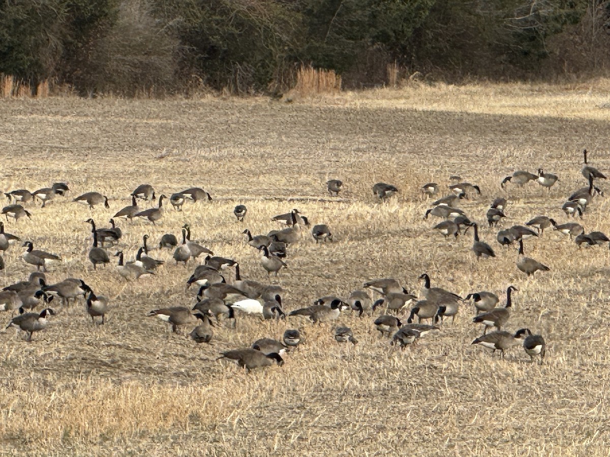 Greater White-fronted Goose - ML646841535