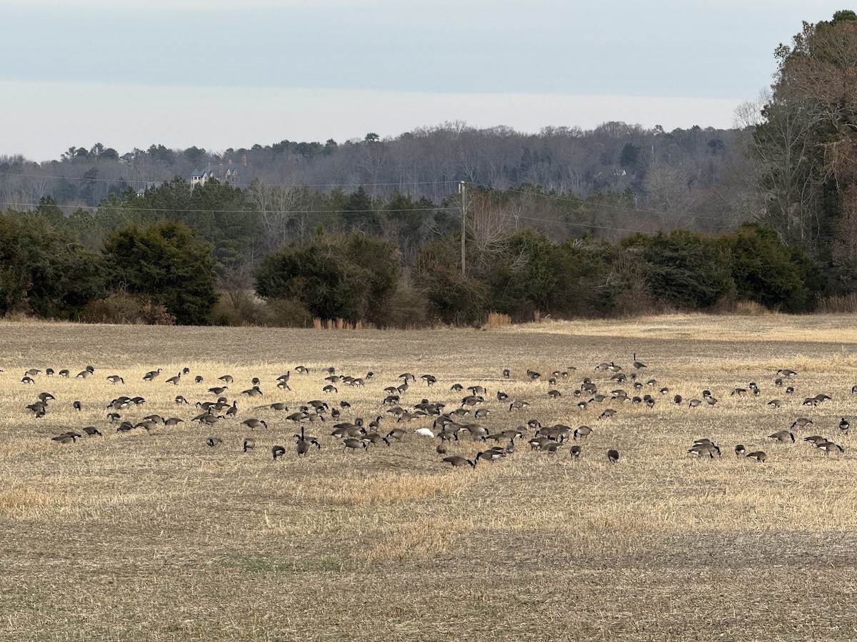 Greater White-fronted Goose - ML646841536