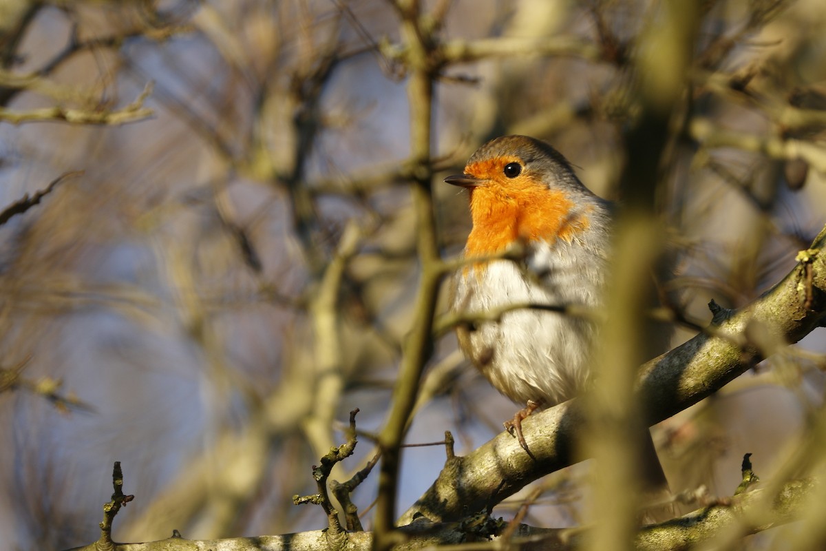 European Robin - ML646841540