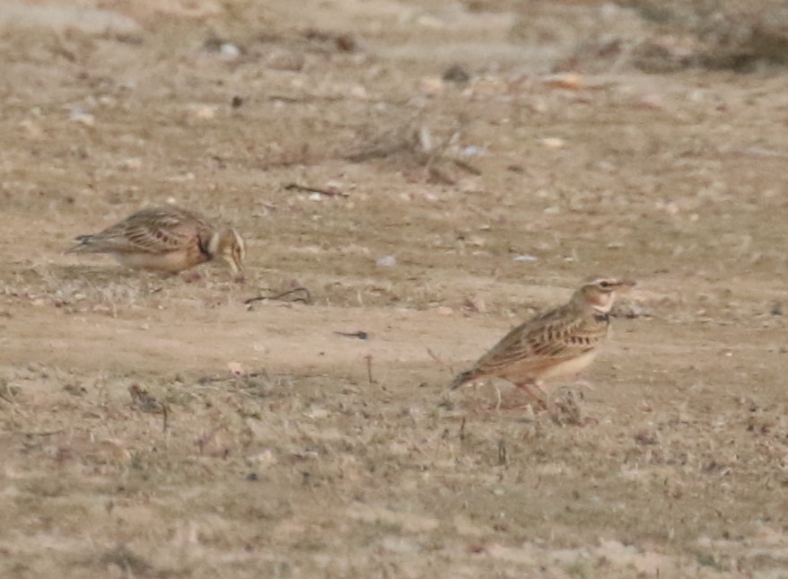 kalandra dvouskvrnná - ML646841541