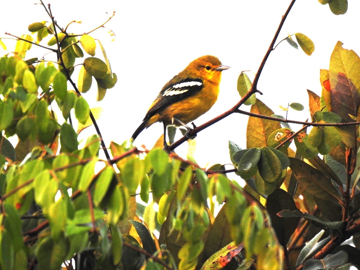 Common Iora - ML646841545