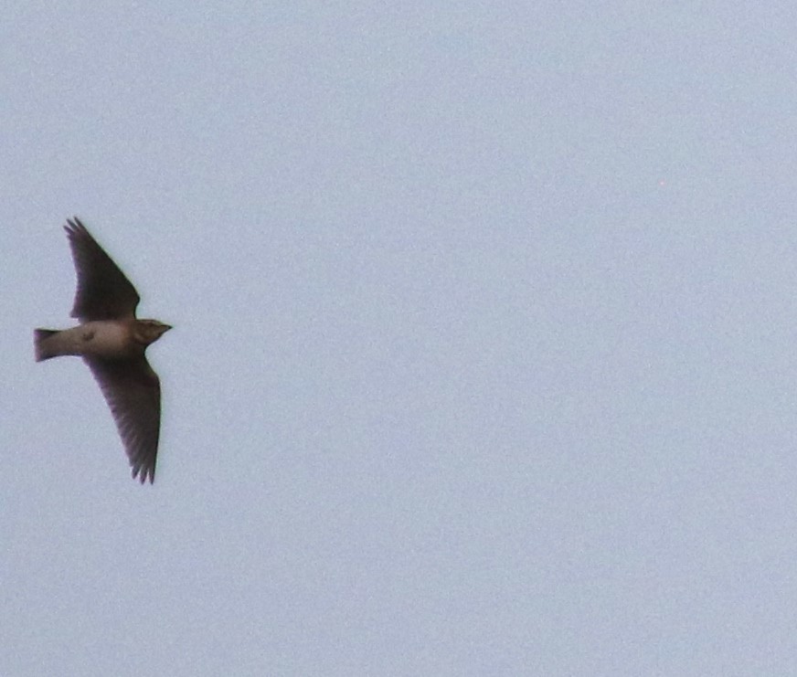 kalandra dvouskvrnná - ML646841547