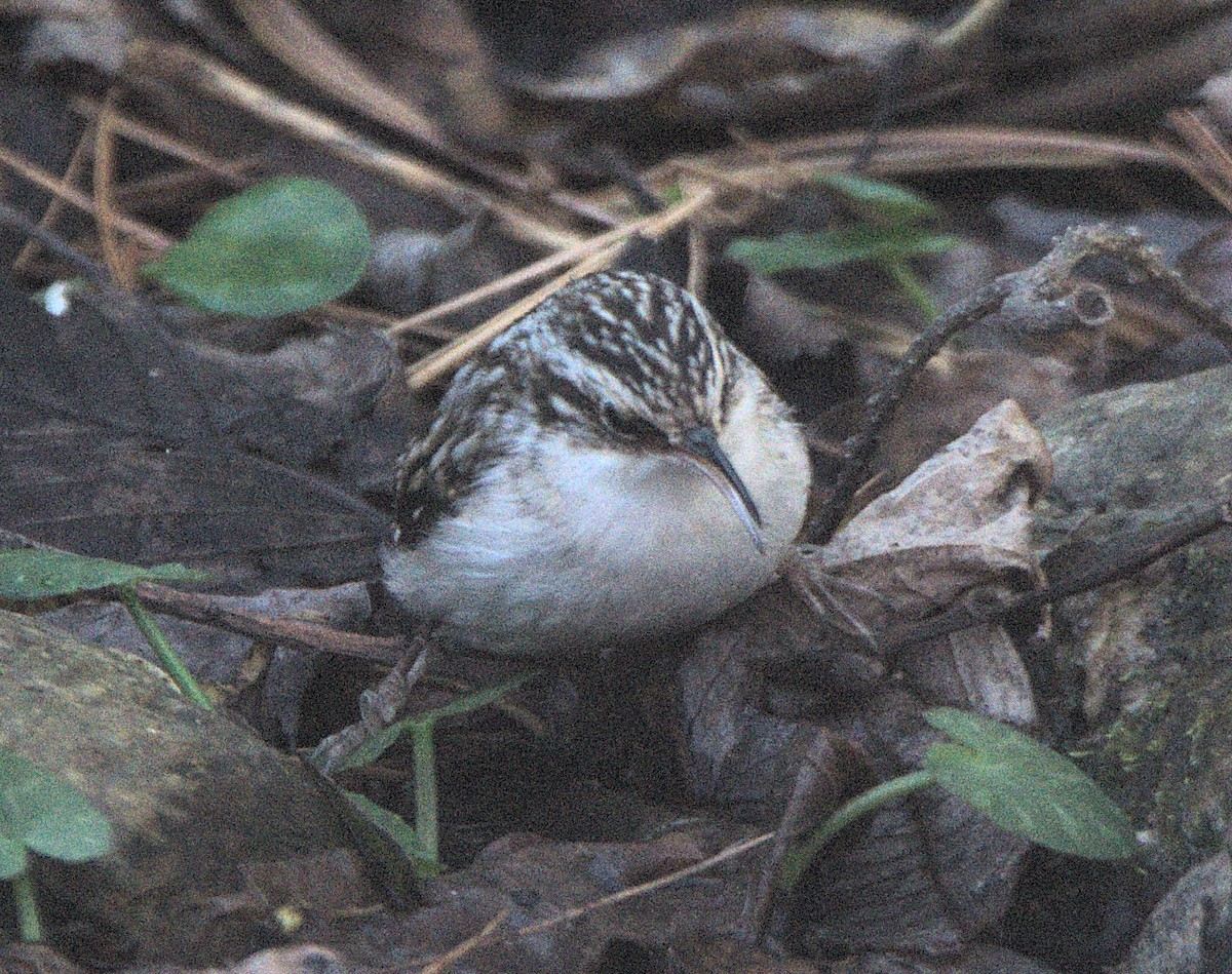 Brown Creeper - ML646841553