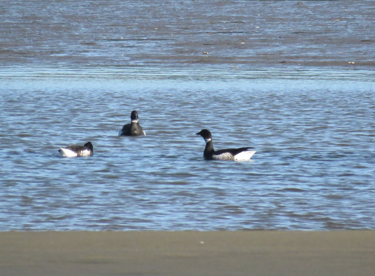 Yosun Kazı - ML646841565