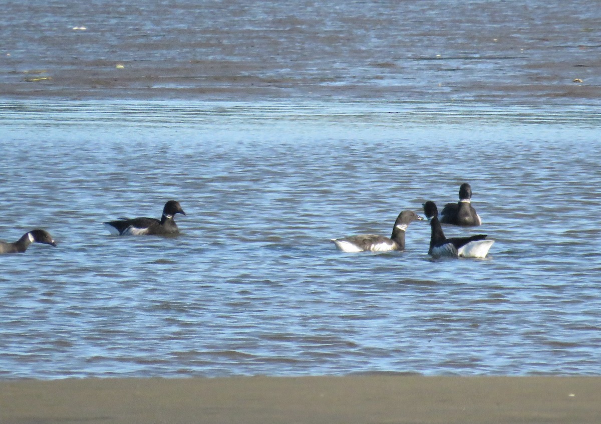 Yosun Kazı - ML646841566