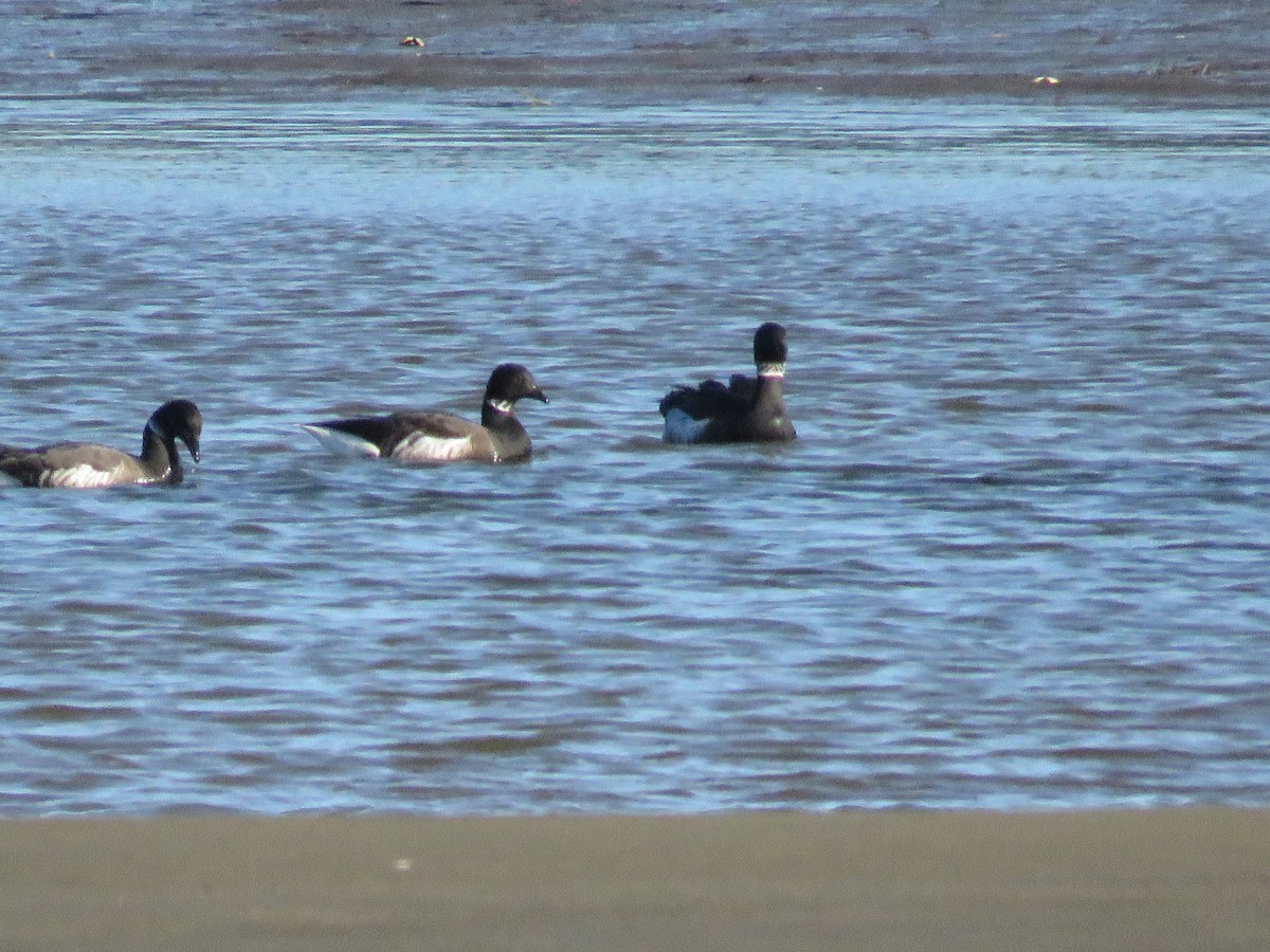 Yosun Kazı - ML646841567