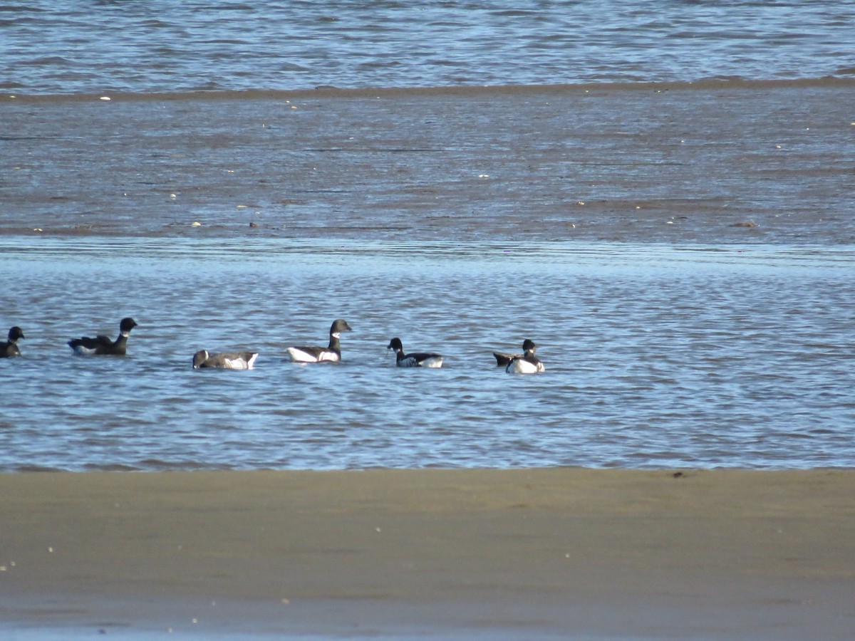 Yosun Kazı - ML646841568