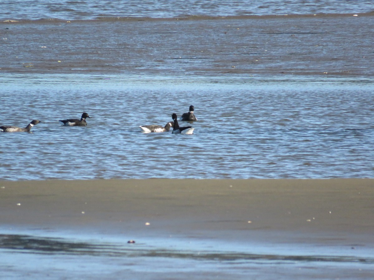 Yosun Kazı - ML646841569