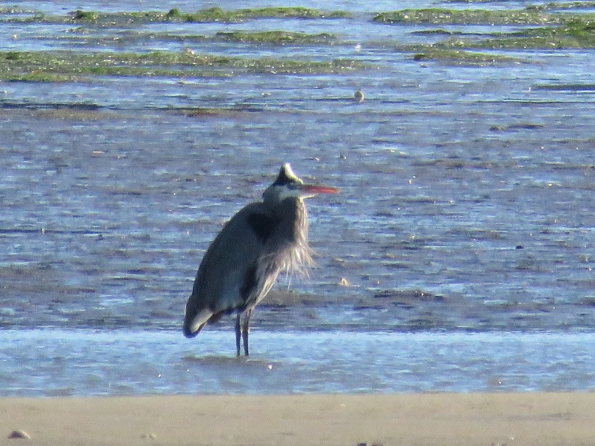 Amerika Gri Balıkçılı - ML646841574