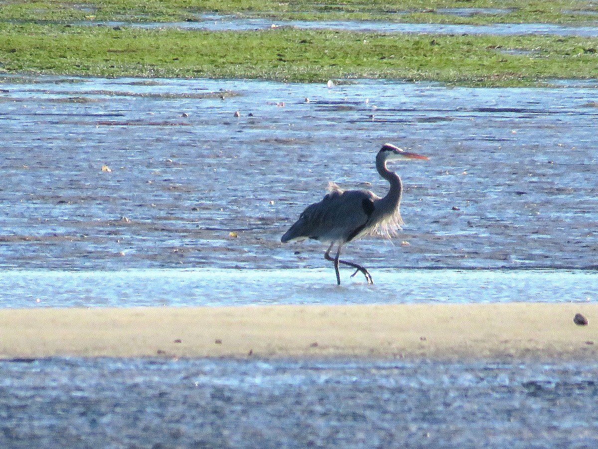 Amerika Gri Balıkçılı - ML646841575