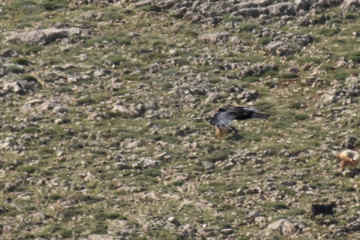 Red-billed Chough - ML646841577
