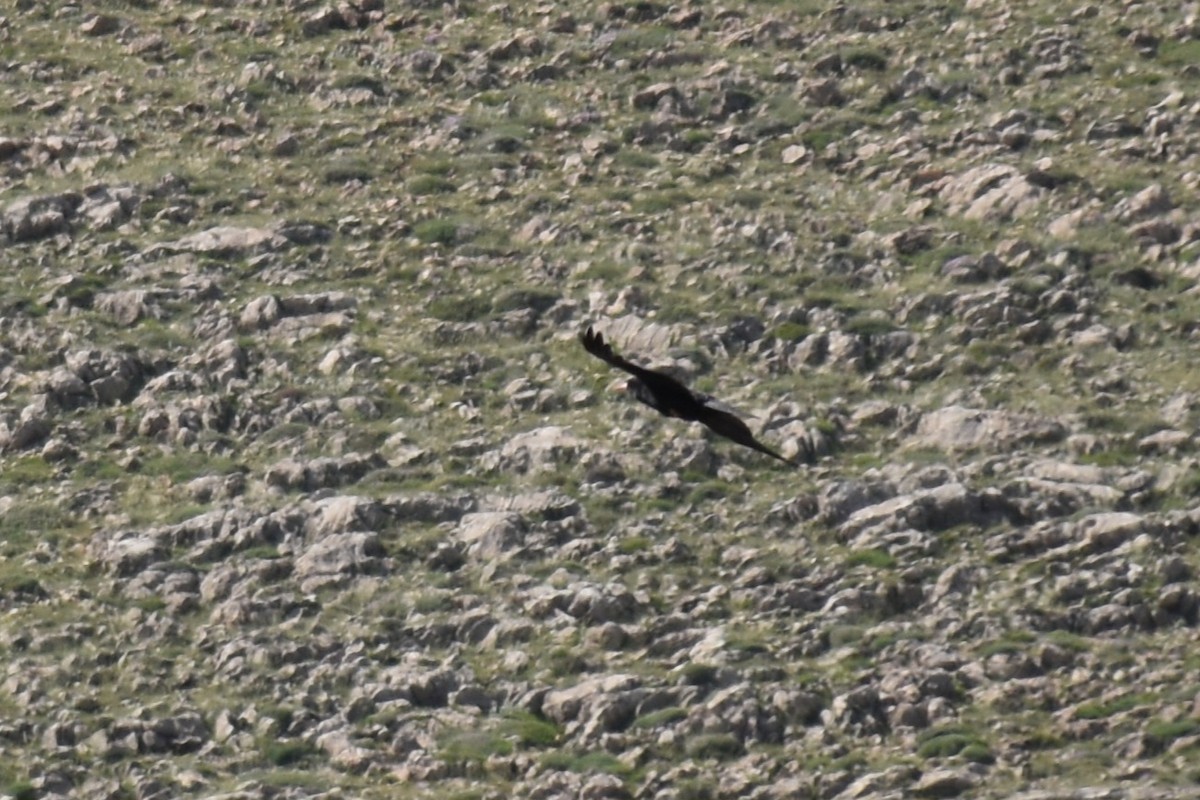Red-billed Chough - ML646841578