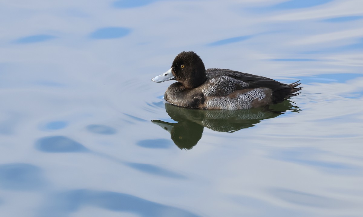 コスズガモ - ML646841580