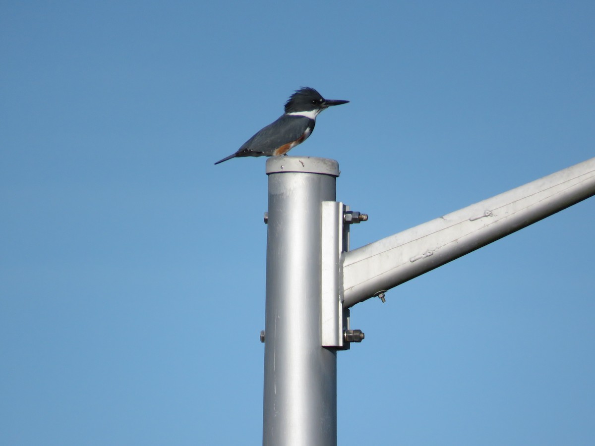 Kuşaklı Yalıçapkını - ML646841581